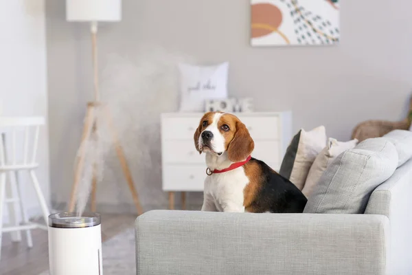 Cute Dog Room Modern Humidifier — Stock Photo, Image