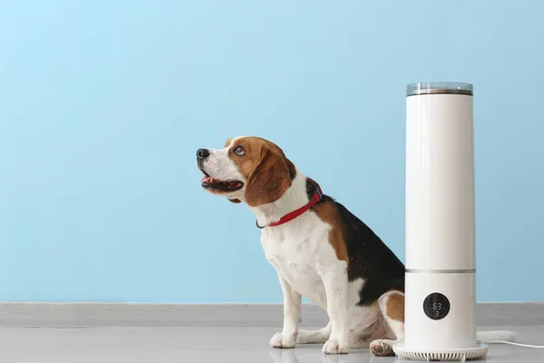 Cute Dog Modern Humidifier Color Wall — Stock Photo, Image