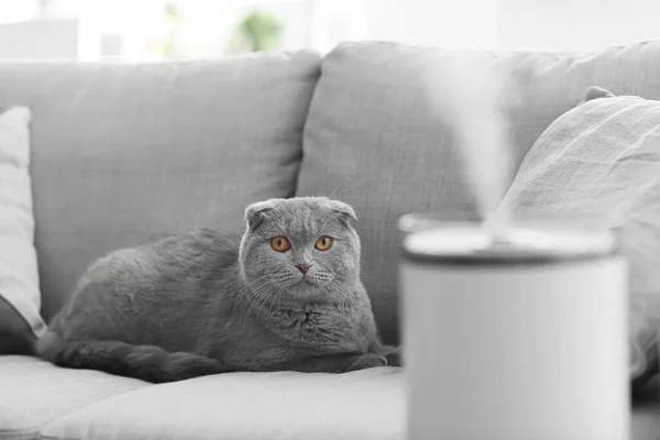 Kucing Lucu Kamar Dengan Humidifier Modern — Stok Foto