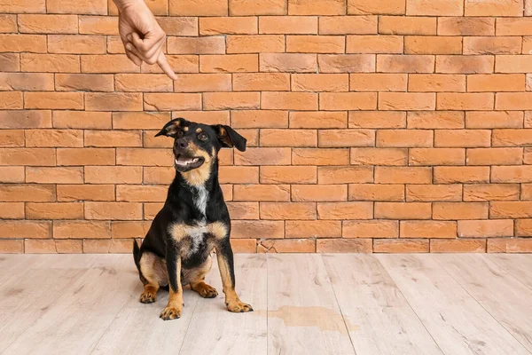 Owner scolding naughty dog for wet spot on floor