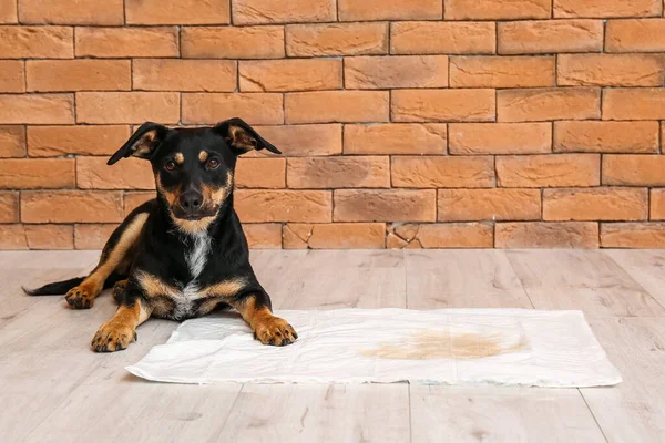 Cute Dog Underpad Wet Spot Floor — Stock Photo, Image