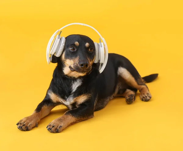 Cute Dog Headphones White Background — Stock Photo, Image