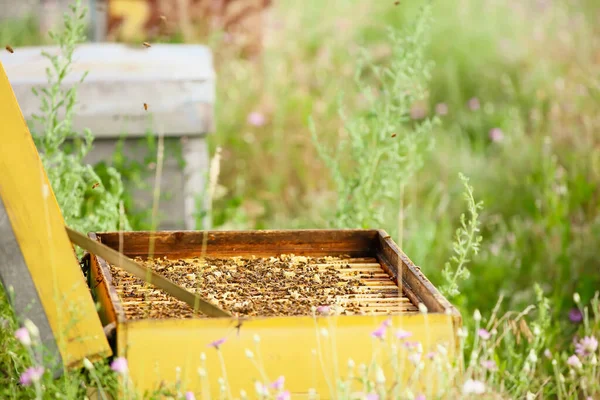 Honey Super Frames Apiary — Stock Photo, Image