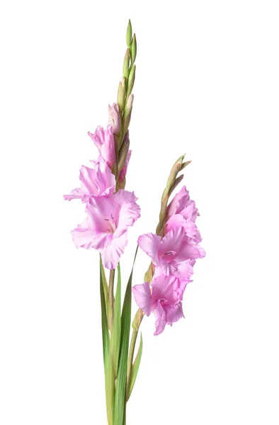 Vacker Gladiolus Blommor Vit Bakgrund — Stockfoto