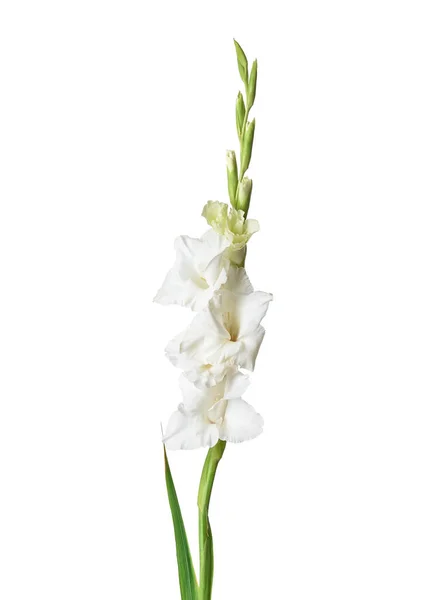 Gyönyörű Gladiolus Virágok Fehér Háttér — Stock Fotó