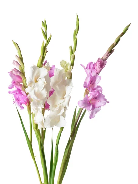 Beyaz Arka Planda Güzel Gladiolus Çiçekleri — Stok fotoğraf