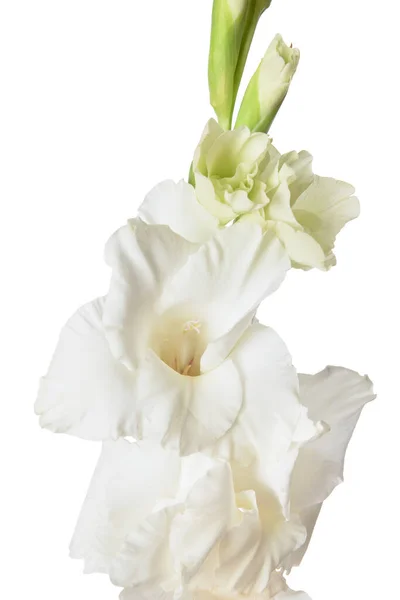 Vackra Gladiolus Blommor Vit Bakgrund Närbild — Stockfoto