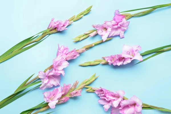 Gyönyörű Gladiolus Virágok Színes Háttér Közelkép — Stock Fotó