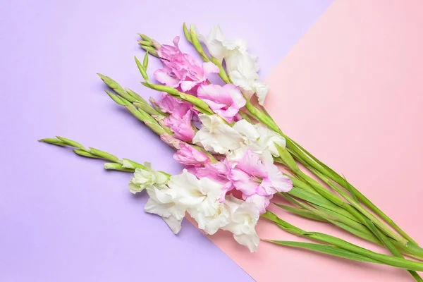 Bellissimi Fiori Gladiolus Sfondo Colore — Foto Stock