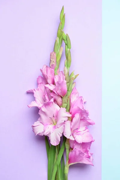 Bellissimi Fiori Gladiolus Sfondo Colore — Foto Stock