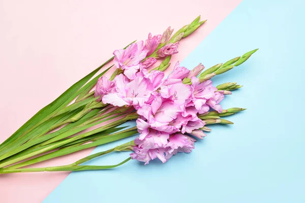 Gyönyörű Gladiolus Virágok Színes Háttér — Stock Fotó