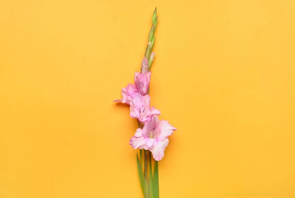 Красивые Цветы Гладиолуса Цветном Фоне — стоковое фото