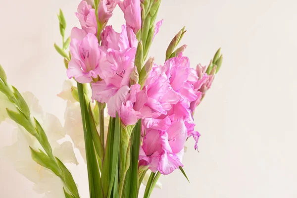 Gyönyörű Gladiolus Virágok Színes Háttér Közelkép — Stock Fotó