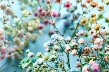 Renkli arka planda güzel çigila çiçekleri, yakın plan