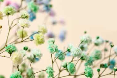 Renkli arka planda güzel çigila çiçekleri, yakın plan