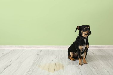 Cute dog near wet spot on floor clipart