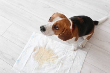 Yerlerde ıslak benekli şirin bir köpek.