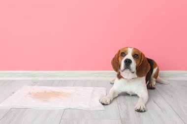 Cute dog near underpad with wet spot on floor clipart
