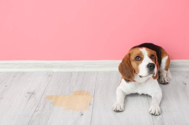 Cute dog near wet spot on floor clipart