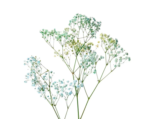 Beautiful Colorful Gypsophila Flowers White Background — Stock Photo, Image