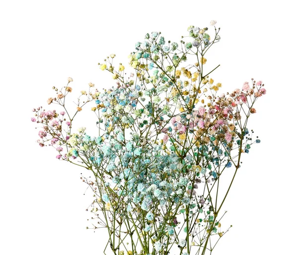 Beautiful Colorful Gypsophila Flowers White Background — Stock Photo, Image