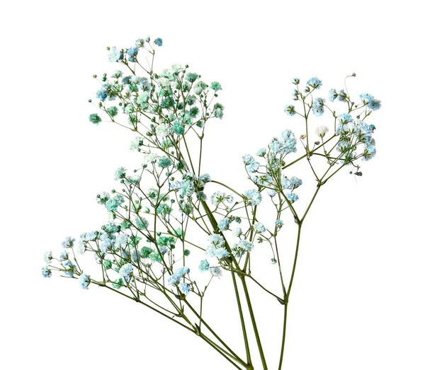 Beautiful Colorful Gypsophila Flowers White Background — Stock Photo, Image