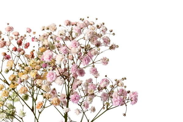 Beautiful Colorful Gypsophila Flowers White Background Closeup — Stock Photo, Image