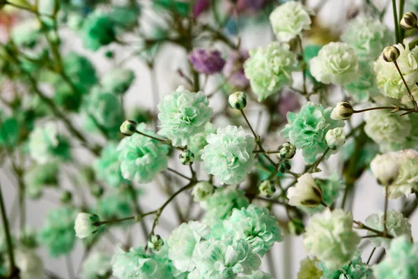 Beautiful Gypsophila Flowers Background Closeup — Stock Photo, Image