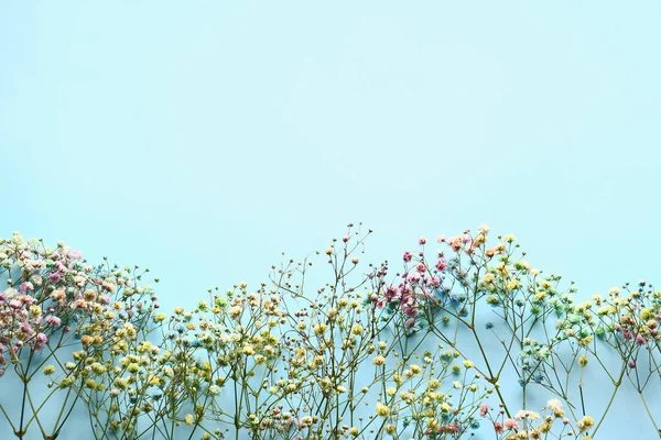 Hermosas Flores Gypsophila Colores Sobre Fondo Color Primer Plano — Foto de Stock