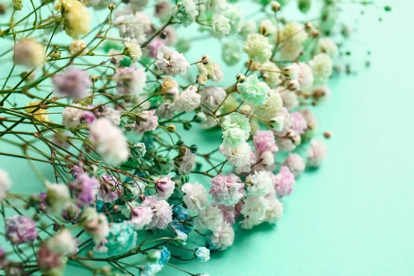 Beautiful Colorful Gypsophila Flowers Color Background Closeup — Stock Photo, Image