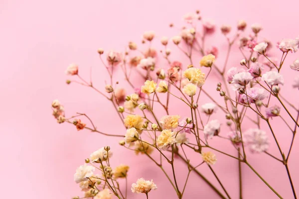 Beautiful Colorful Gypsophila Flowers Color Background Closeup — Stock Photo, Image
