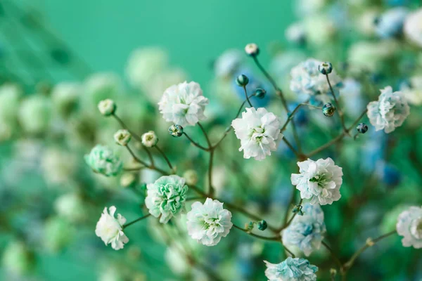 Vackra Färgglada Zigenare Blommor Färg Bakgrund Närbild — Stockfoto
