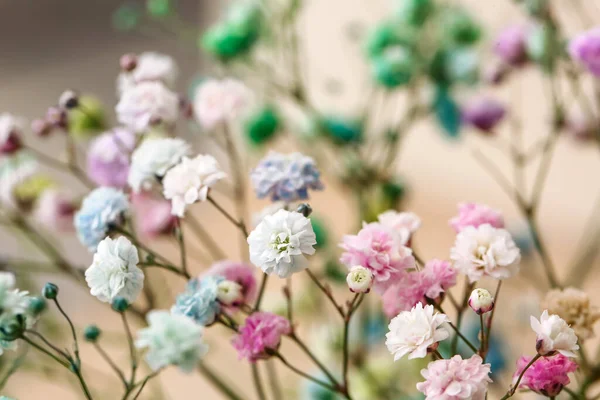 Beautiful Gypsophila Flowers Background Closeup — Stock Photo, Image