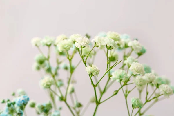 Красиві Квіти Гіпсофіли Сірому Фоні Крупним Планом — стокове фото