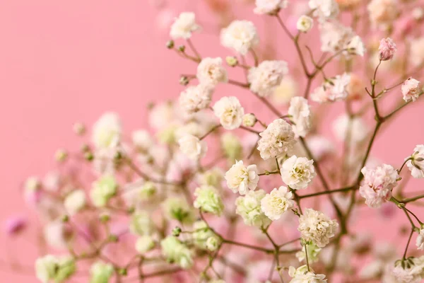 Beautiful Colorful Gypsophila Flowers Color Background Closeup — Stock Photo, Image