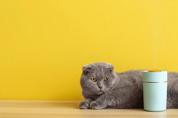 Renk Arka Planında Modern Nemlendirici Olan Sevimli Bir Kedi — Stok fotoğraf