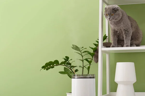 Söt Katt Rummet Med Modern Luftfuktare — Stockfoto