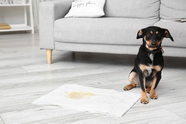 Cão Bonito Perto Underpad Com Ponto Molhado Chão — Fotografia de Stock