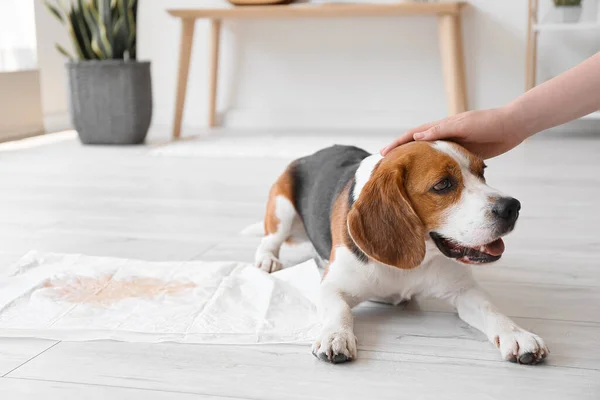 Cute Dog Underpad Wet Spot Floor — Stock Photo, Image