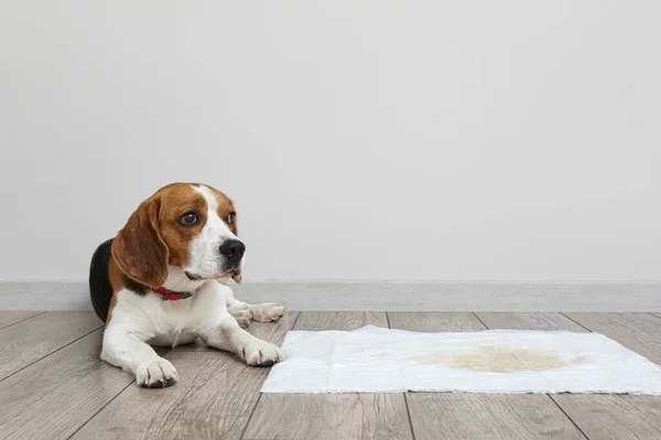 Cute Dog Underpad Wet Spot Floor — Stock Photo, Image