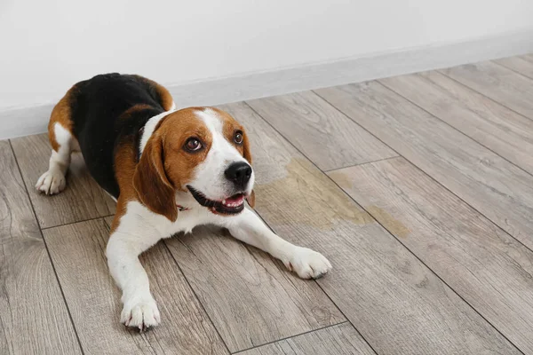 Cute Dog Wet Spot Floor — Stock Photo, Image