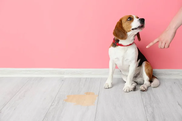 Owner Scolding Naughty Dog Wet Spot Floor — Stock Photo, Image