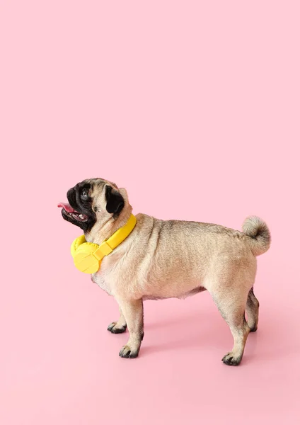 带着彩色背景耳机的可笑的哈巴狗 — 图库照片