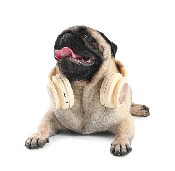 Funny Pug Dog Headphones White Background — Stock Photo, Image