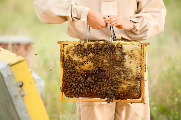 在养蜂场工作的女性养蜂人 — 图库照片