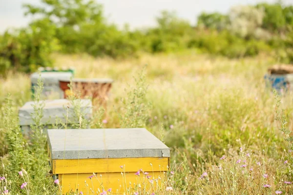 Bee Hive Apiary Summer Day — Stock Photo, Image