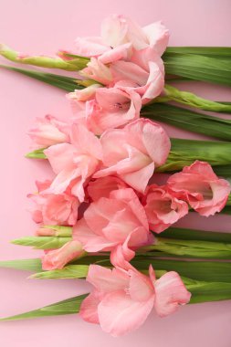 Pembe arka planda muhteşem gladiolus çiçekleri