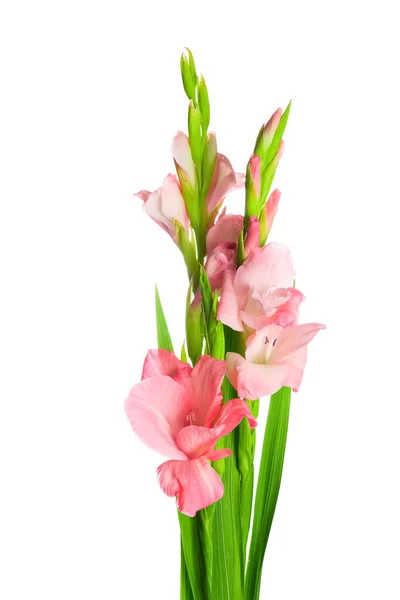 Underbara Gladiolus Blommor Vit Bakgrund — Stockfoto