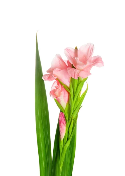 Lindas Flores Gladiolus Fundo Branco — Fotografia de Stock