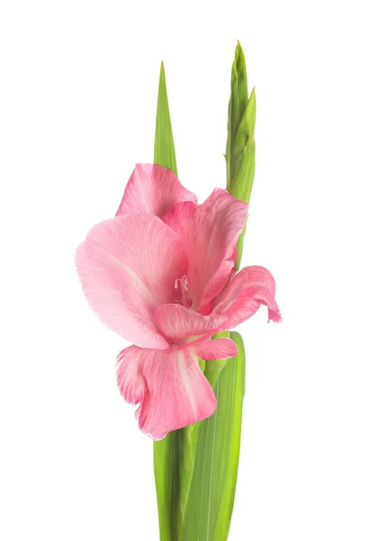Vacker Gladiolus Blomma Vit Bakgrund — Stockfoto
